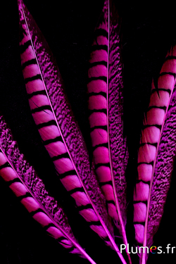 Faisan de Colchide - 20-30 cm - fuchsia